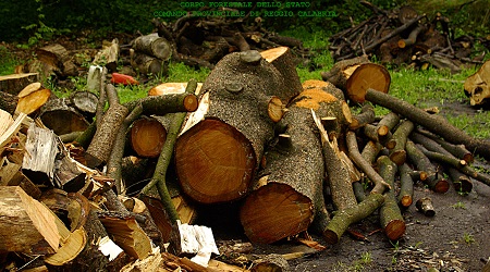 Reggio, convalida arresto sei persone per furto di legna Continua l'attività di prevenzione e repressione dei reati ambientali e forestali