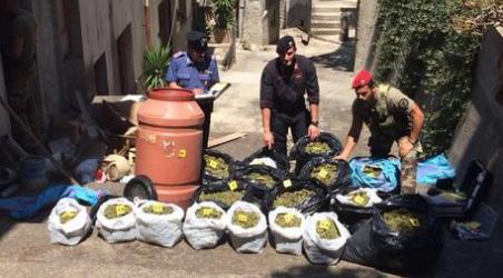 Carabinieri trovano armi e droga nella locride Scoperti tre fucili, 60 chili di marijuana e 90 piante di canapa