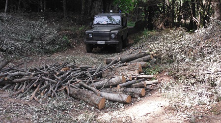 Stilo, denunciata una persona per furto di legna Controlli mirati alla prevenzione e repressione dei reati ambientali e forestali