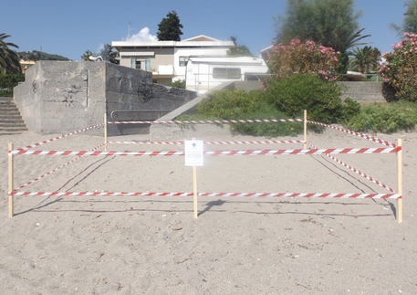 Tartarughe depongono sulla spiaggia di Diamante Area delimitata dalla Polizia locale in attesa della schiusa