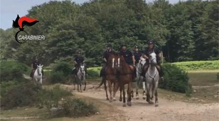 Seminara, Carabinieri a cavallo scoprono piantagione canapa Circa 200 piante in località Ponte vecchio. A San Giorgio Morgeto un uomo è stato arrestato per evasione dagli arresti domiciliari