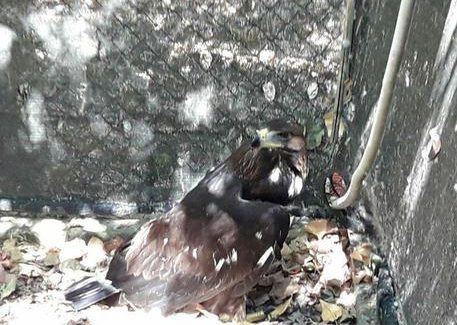 Aquila reale ferita trovata da escursionisti in Parco Pollino Un'aquila reale che presenta un "trauma contusivo all'ala destra" è stata trovata da alcuni escursionisti nella zona di Morano Calabro, nel Parco nazionale del Pollino, ed è ora curata nel Cras di Rende