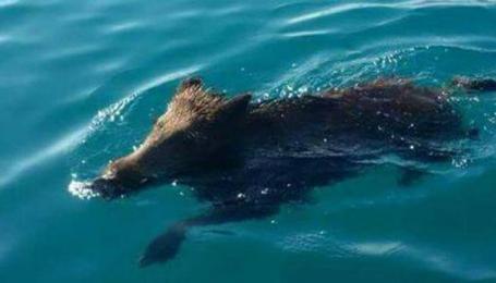 Un cinghiale nel mare di Copanello Coldiretti lancia l'allarme: "Sono pericolosi"