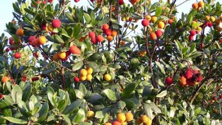 Lunedì ricorre la Giornata nazionale degli alberi A Reggio Calabria verrà messo a dimora un esemplare di Corbezzolo all'interno della villa comunale