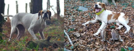 Oppido Mamertina, avvelenati i cani di 2 cacciatori Ecco l'esposto presentato dai proprietari