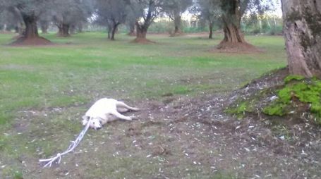 Cane impiccato a Rizziconi, la storia di Angelo si ripete Un'altra barbarie umana che vede ancora una volta vittima un cagnolino indifeso