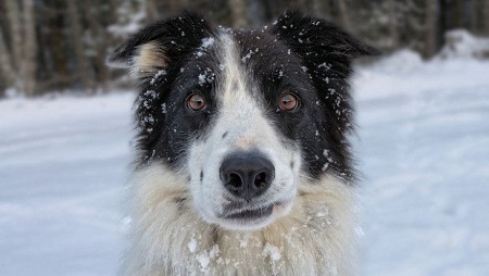 Freddo, morti almeno 650 cani nel Sud Italia Decine di decessi nelle zone montane della Calabria