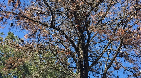 Cosenza, albero cadente incombe su ingresso scuola Allarme del Movimento difesa del Cittadino