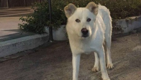 Cane ucciso a Sangineto, condanna per i 4 imputati Un anno e quattro mesi di reclusione ciascuno, il massimo della pena, per i quattro giovani imputati dell'uccisione del cane Angelo, avvenuta a Sangineto nel novembre scorso