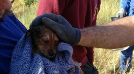 Cuccioli in intercapedine salvati dai Vigili del fuoco Passanti chiamato soccorsi, animali consegnati a canile Reggio