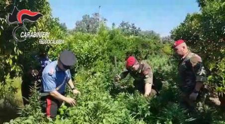 Carabinieri sequestrano piantagione canapa ad Anoia Avrebbe fruttato sul mercato oltre 200mila euro