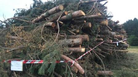 Taglio alberi nel Parco della Sila, diverse denunce I Carabinieri hanno riscontrato difformità nelle attestazioni progettuali