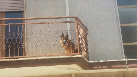 Nasce il servizio “SOS cani sul balcone” Ideato da Aidaa prenderà il via il 6 luglio