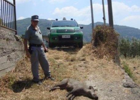 Cinghiale ucciso con crudeltà, 4 denunce Indagine dei carabinieri forestali, l'animale aveva un laccio d'acciaio all'addome