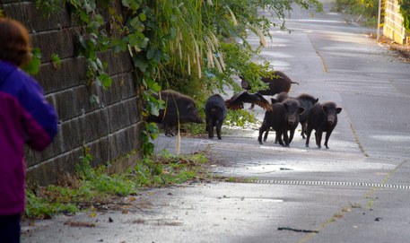 Cinghiali a spasso in paese, danni a orti e giardini E' quanto accade a Pentone, piccolo paese della Presila catanzarese