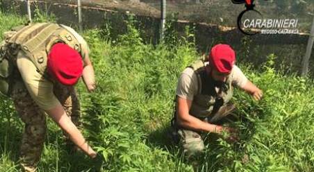 Coltivazione stupefacenti, un arresto a Cittanova I Carabinieri hanno scoperto centosessanta piante di canapa indiana. Sequestrato l'impianto di irrigazione