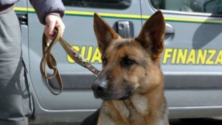 Guardia finanza sequestra marijuana grazie a fiuto cani I finanzieri del Gruppo di Sibari hanno sequestrato 22,30 grammi di marijuana