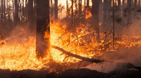 Incendi, ennesima giornata critica in Calabria Vigili del Fuoco, Calabria Verde e volontari impegnati per affrontare le emergenze