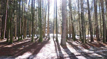 Un parco avventura solidale a Gambarie d’Aspromonte Nascerà grazie al finanziamento della fondazione “Franza Matacena onlus”