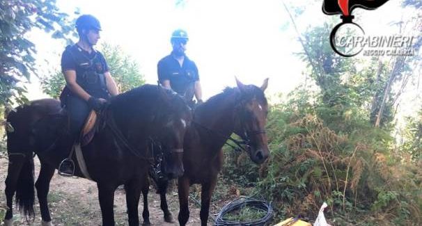 Piantagione di canapa scoperta a Sant’Eufemia d’Aspromonte Arrestato un 38enne. Lo stupefacente, avrebbe fruttato sul mercato della droga illeciti profitti sino ad un importo di circa 100 mila euro