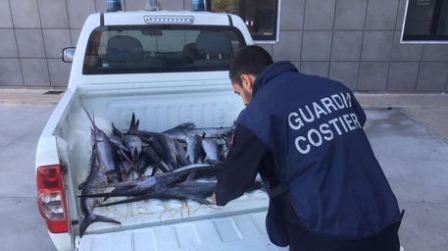 Guardia costiera sequestra 35 esemplari di pesce spada Pesante sanzione amministrativa ad un diportista 