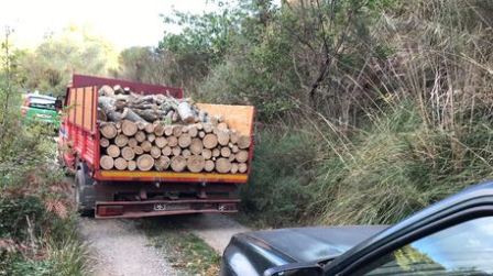 Taglio abusivo di alberi, denunciate tre persone Attività dei Carabinieri Forestale