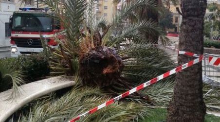 Palma cade nel centro di Catanzaro: nessun ferito I vigili del fuoco e una squadra tecnica del Comune hanno provveduto a recintare l'area