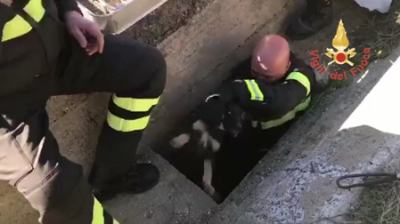 Cucciolo cade in un pozzo, salvato dai Vigili del fuoco Nei pressi del crocevia di ingresso al quartiere marinaro di Catanzaro 