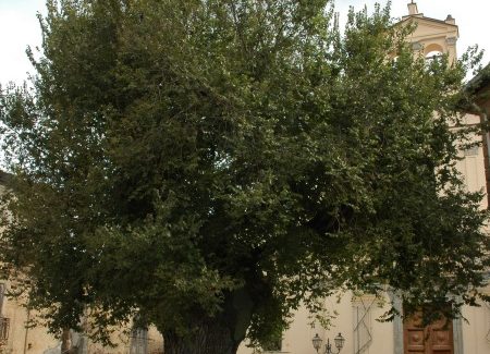 Alberi monumentali d’Italia: 25 in Aspromonte Circa il 30% degli Alberi Monumentali presenti in Calabria, hanno vita in Aspromonte 