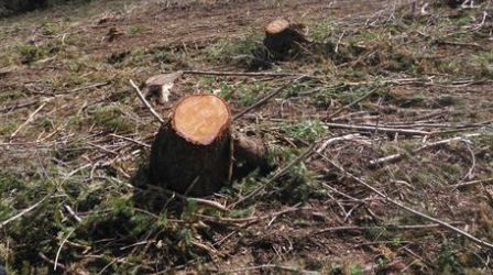 Taglio abusivo alberi, finiscono in manette tre persone Sono accusati di furto. I Carabinieri hanno sequestrato 250 quintali legname, un piccolo autocarro e degli attrezzi