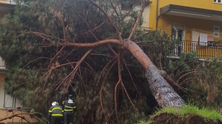 Caduta albero su mura palazzo, paura nel Catanzarese Intervento dei Vigili del Fuoco per mettere in sicurezza l’edificio