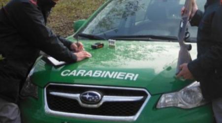 Controlli dei Forestali nel settore agroalimentare Ecco tutte le sanzioni amministrative emesse dai militari