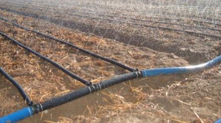 Atto vandalico ad azienda imprenditore calabrese Tagliate duecento piante di albicocche e distrutto l'impianto d'irrigazione. La condanna del mondo calabrese