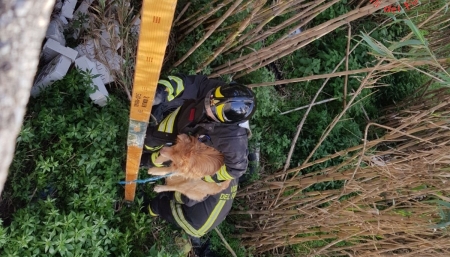 Cane cade in un fiume, salvato dai Vigili del fuoco Nel torrente Fiumarella, in località Corvo di Catanzaro