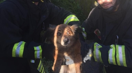 Salvato cane di piccola taglia finito in un canale Operazioni di soccorso da parte dei Vigili del Fuoco