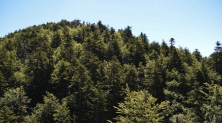 Aspromonte, istituite 21 Zone Speciali Conservazione Importante strumento per la protezione della biodiversità e la conservazione degli habitat, della flora e della fauna in natura