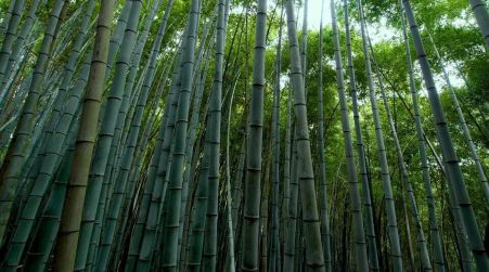 Convegno “Il bambù coltura innovativa?” nel Catanzarese Curato dalla federazione degli Agronomi e dei Forestali della Calabria 