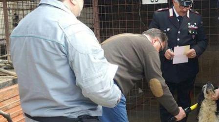 Carabinieri scoprono canili abusivi: tre denunce L'accusa è di maltrattamento di animali. Elevate diverse sanzioni dai Carabinieri per l'assenza di microchip e la mancata iscrizione all'anagrafe canina