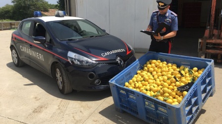 Furto di 400 chili di limoni, tre persone in manette Operazione dei Carabinieri