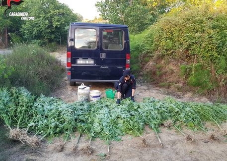 Scoperta piantagione canapa nel crotonese, due arresti Individuata dai carabinieri di Scandale, in collaborazione con quelli di Crotone, e il supporto del Nucleo elicotteri