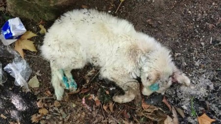 Cane ucciso a bastonate a Serra San Bruno La crudeltà e la malvagità dell'uomo