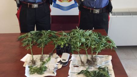 Coltivazione marijuana nel giardino: 39enne in manette Fermato dai Carabinieri dopo un controllo nell'abitazione dell'uomo