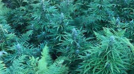 Rinvenute 960 piante di marijuana nel territorio reggino Continua l'azione dei Carabinieri volta a contrastare il fenomeno della coltivazione illegale di stupefacenti