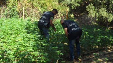 Sequestrata piantagione di marijuana nel reggino Rinvenute oltre tremila piante dalla Guardia di Finanza. La droga avrebbe consentito di ottenere un ricavo di circa dieci milioni di euro