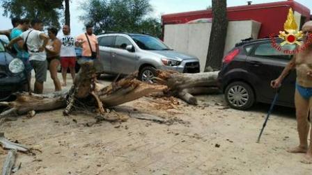 Albero cade su strada: fortunatamente nessun ferito Tronco e rami finiti su un'auto in sosta sono stati rimossi dai Vigili del Fuoco