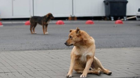 Maltrattamenti animali, cane gettato in un fosso Salvato grazie all'intervento di tre ragazzi