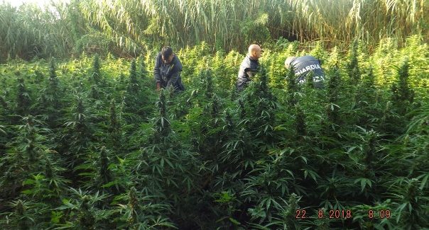 Sequestrate 2 estese piantagioni di marijuana a Roccaforte del Greco e Bovalino Dalle infiorescenze si sarebbero potuti ottenere oltre 4.500 kg di sostanza stupefacente ed un illecito ricavo, sul mercato al dettaglio, di oltre 36 milioni di euro