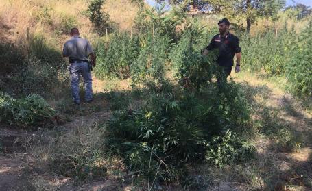 Evade dagli arresti domiciliari, arrestato I Carabinieri hanno anche scoperto una piantagione di canapa e denunciato un uomo per un allaccio abusivo alla rete elettrica