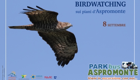 Aspromonte trampolino di lancio del Mediterraneo Il birdwatching sarà il tema principe della prossima uscita del ParkBus 2018