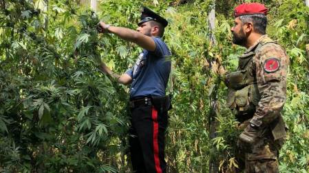 Produzione stupefacenti, arresto pregiudicato I Carabinieri hanno rinvenuto duecento piante di cannabis indica